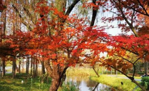 上海冬天應(yīng)該蓋什么樣的被子?上海冬天零下8度正常嗎 上海冬天應(yīng)該蓋什么樣的被子?上海冬天零下8度正常嗎