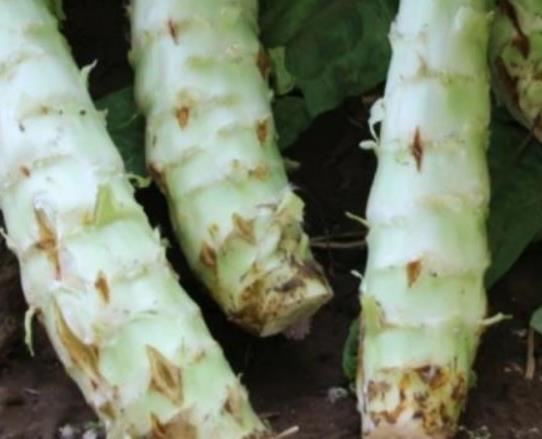 萵筍開(kāi)花怎么做好吃?新鮮萵筍怎樣長(zhǎng)期存放? 萵筍開(kāi)花怎么做好吃?新鮮萵筍怎樣長(zhǎng)期存放?